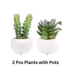 Artificial Succulent Plants in White Ceramic Pots