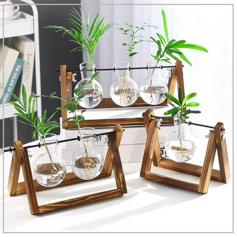 Hydroponic Plant Glass Vase