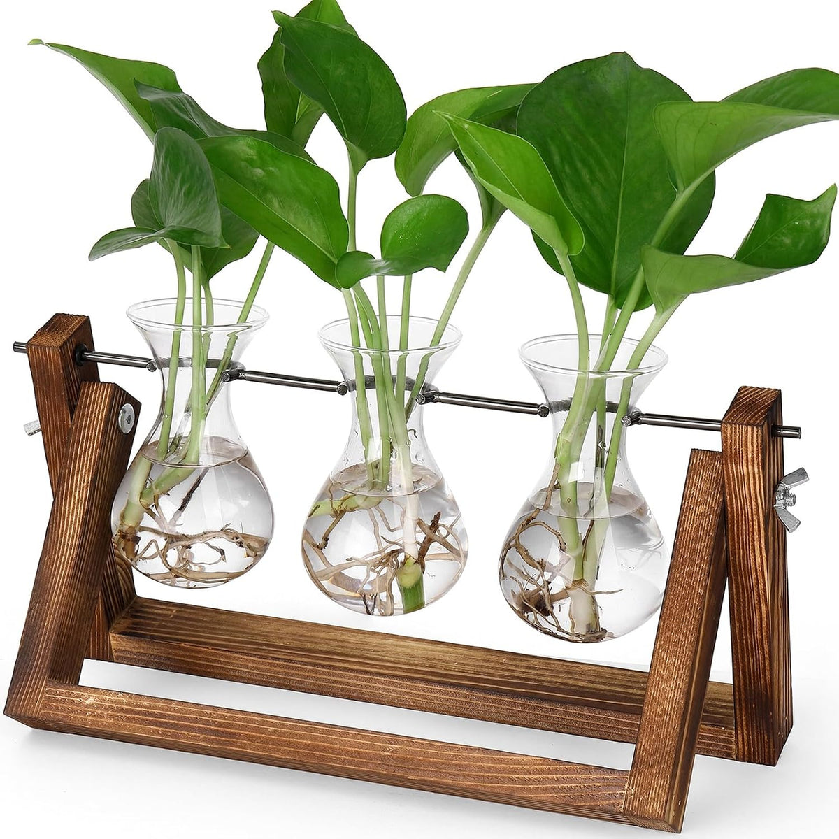 Hydroponic Plant Glass Vase