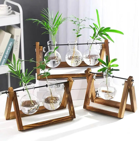 Hydroponic Plant Glass Vase