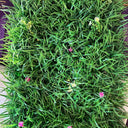  Grass Plant With Flowers